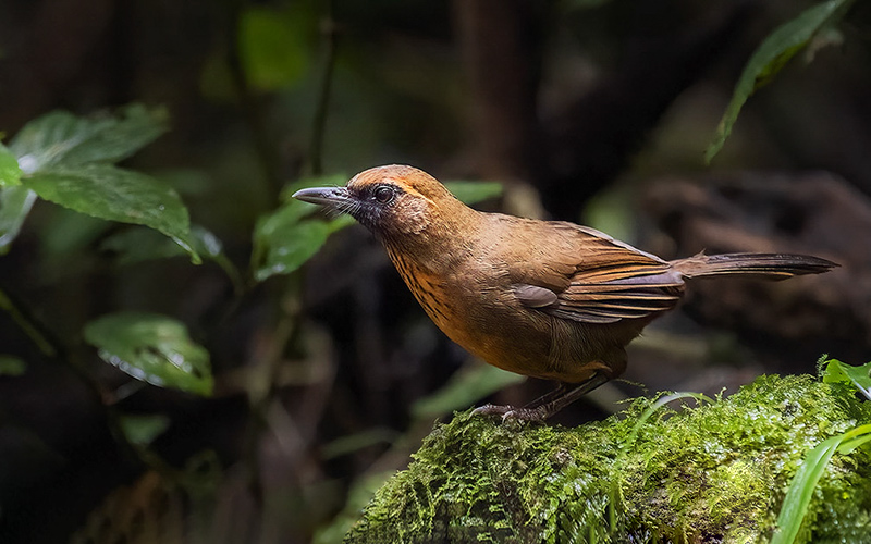 Orange-breasted Laughingthrush (Garrulax annamensis) at Da Lat Bird Hides - Southern Vietnam. Photo by: Phuc Le - Vietnam Bird Photography Tours - Vietbirdphototours.com